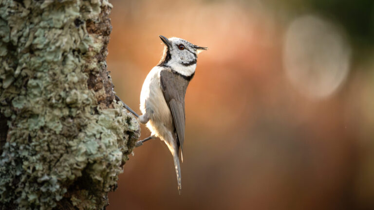 Crested Tit