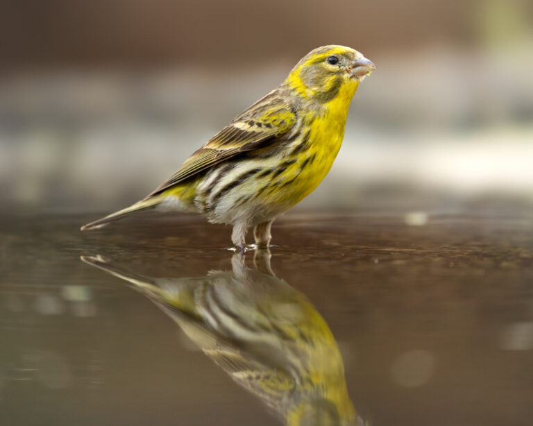 European Serin