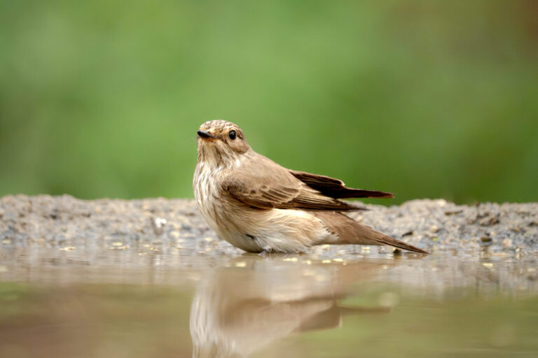 Spotted Flycatcher