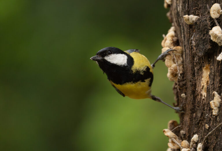 Great Tit