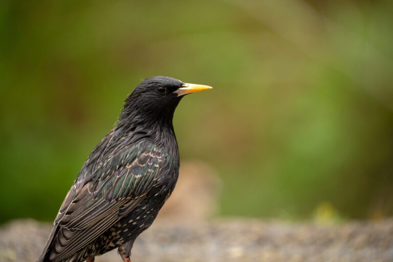 Common Starling