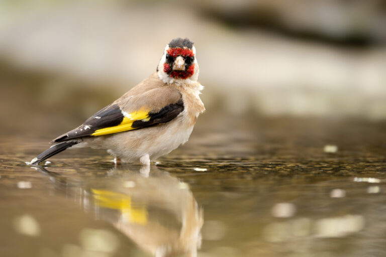 European Goldfinch