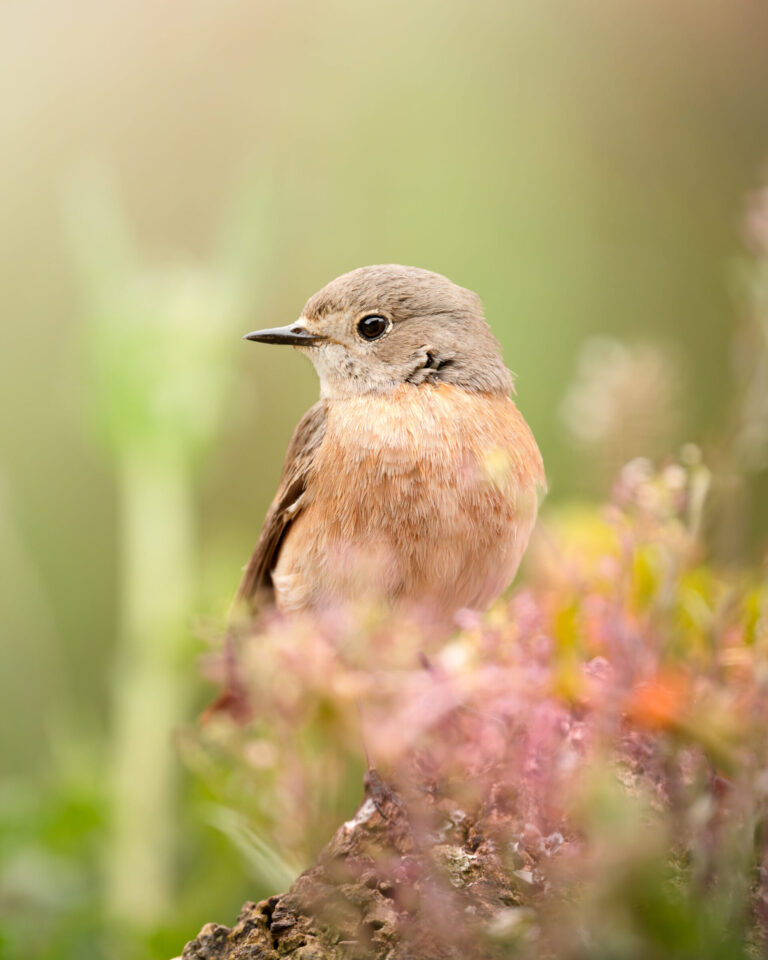 Black Redstart