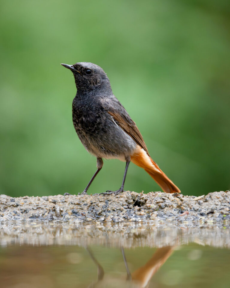 Black Redstart
