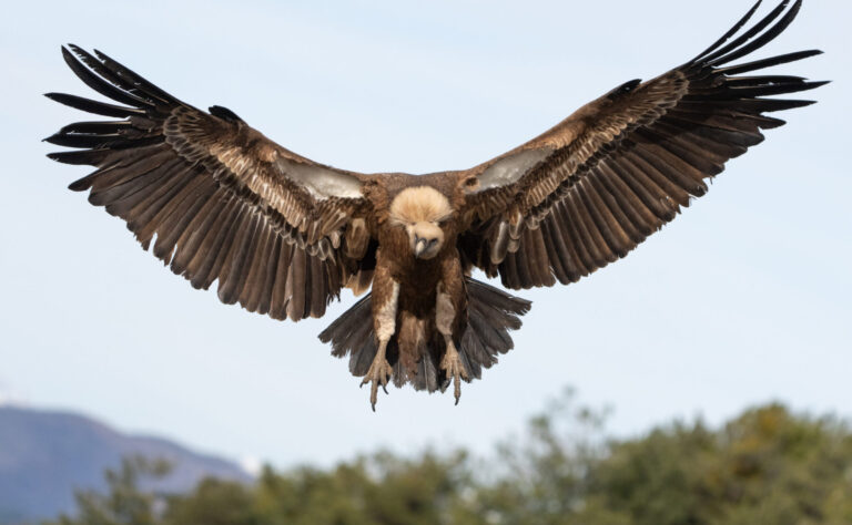 Griffon Vulture