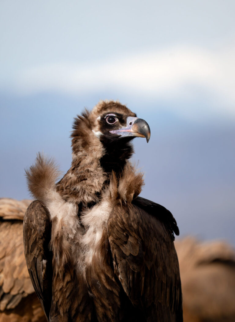 Cinereous Vulture