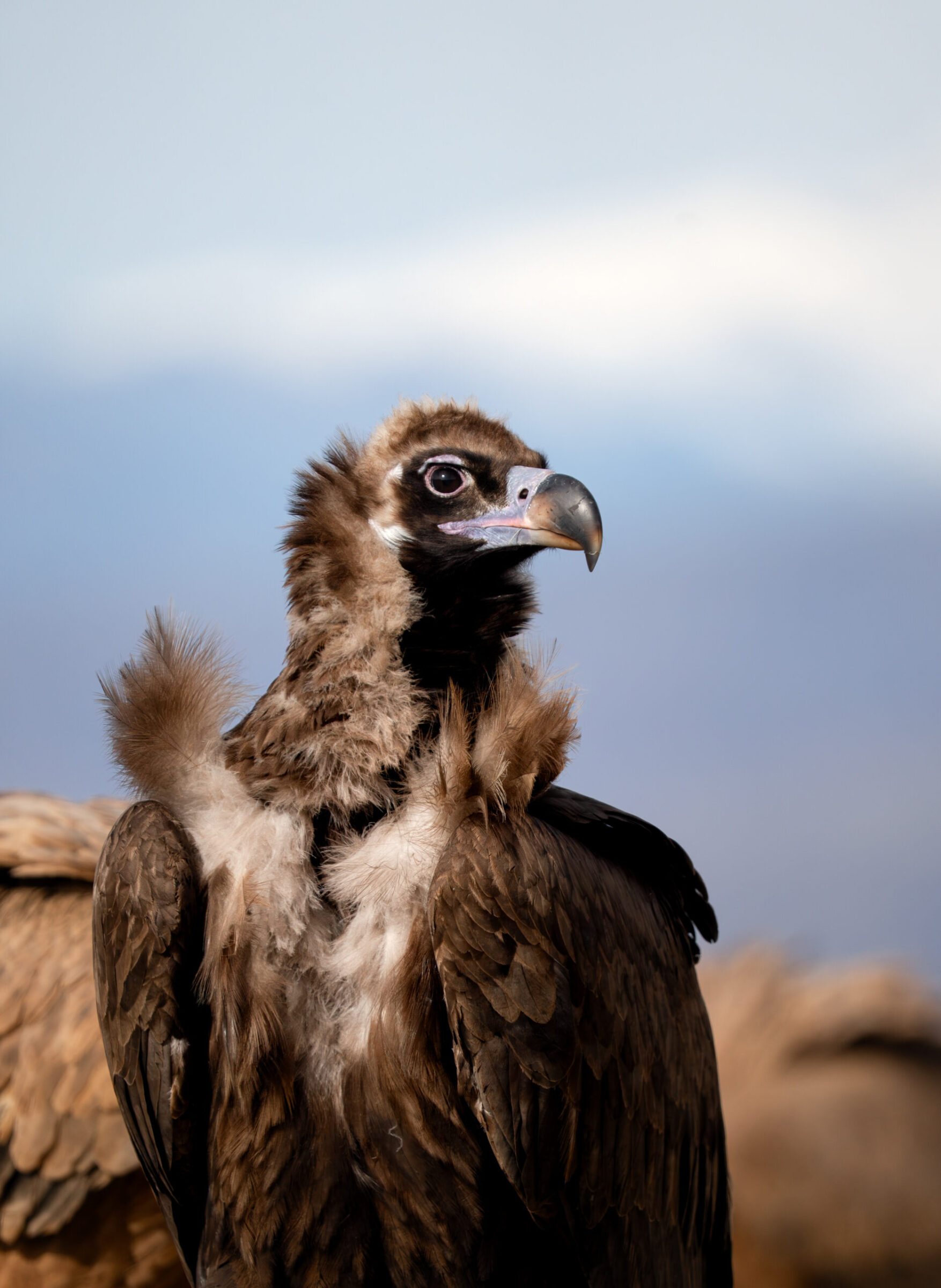 Cinereous Vulture
