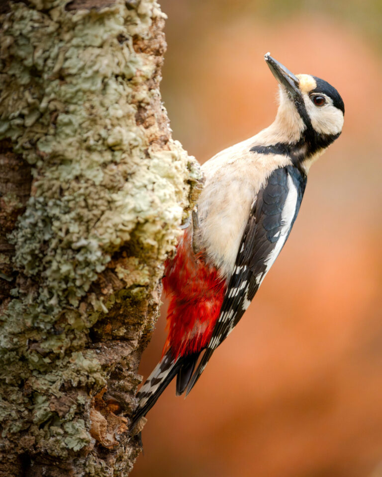 Great Spotted Woodpecker