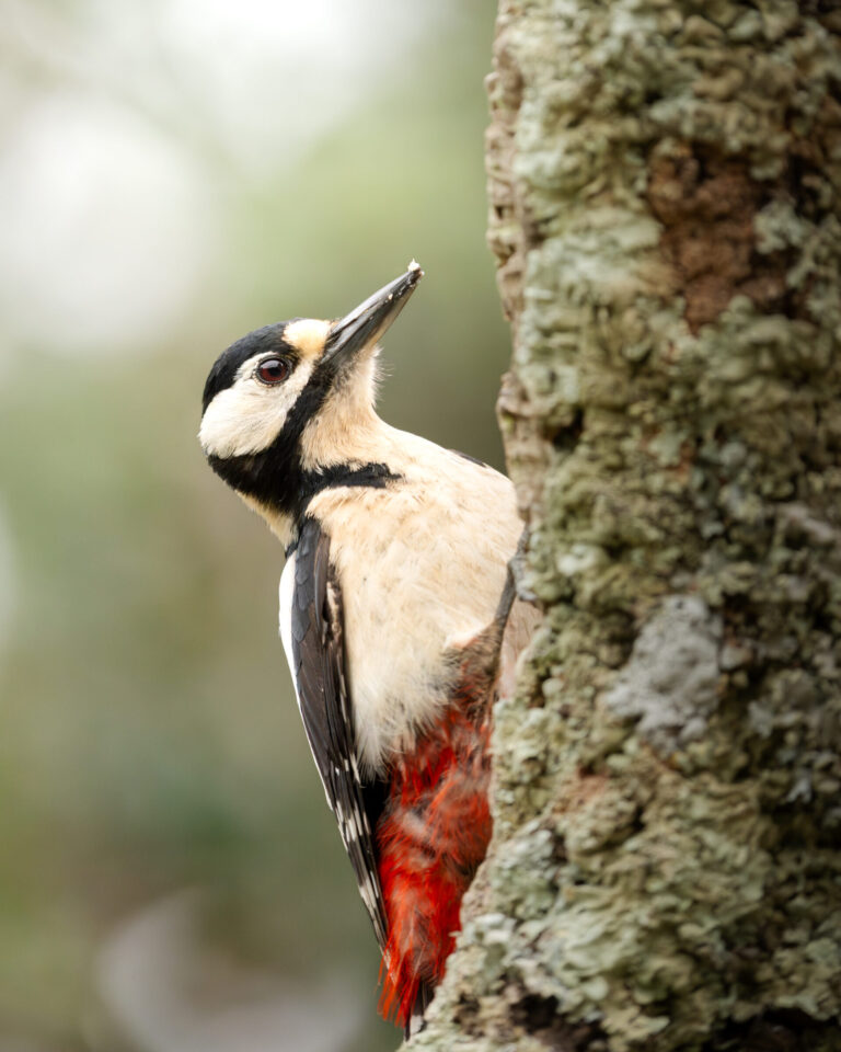 Great Spotted Woodpecker