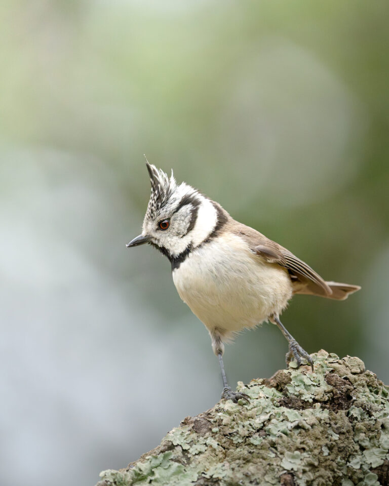 Crested Tit