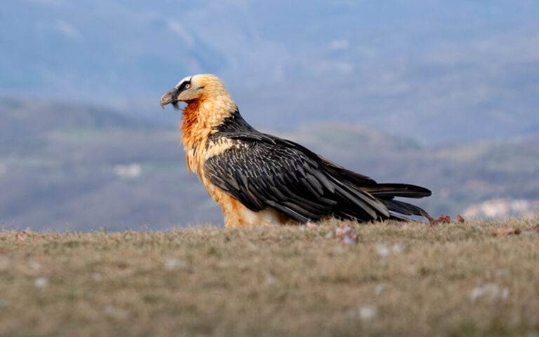 Bearded Vulture