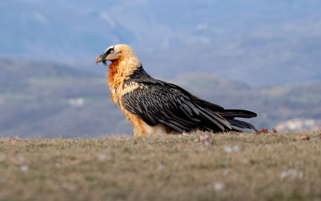 Bearded Vulture