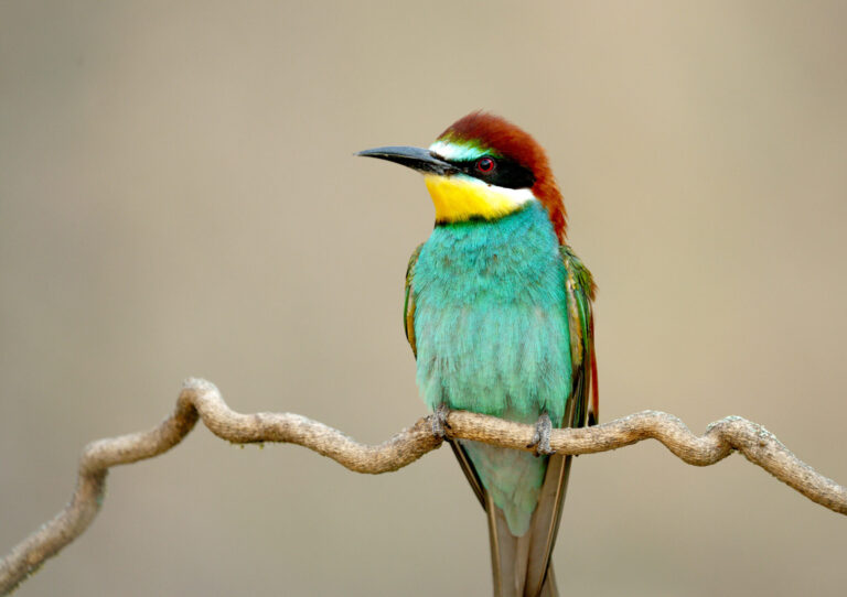 European Bee-eater