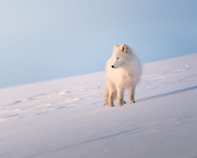 Arctic Fox