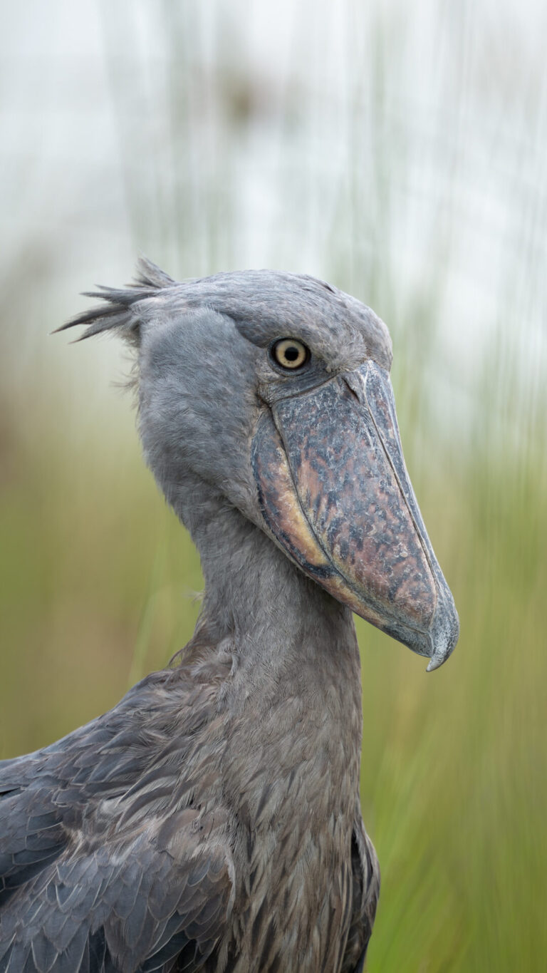 Shoebill