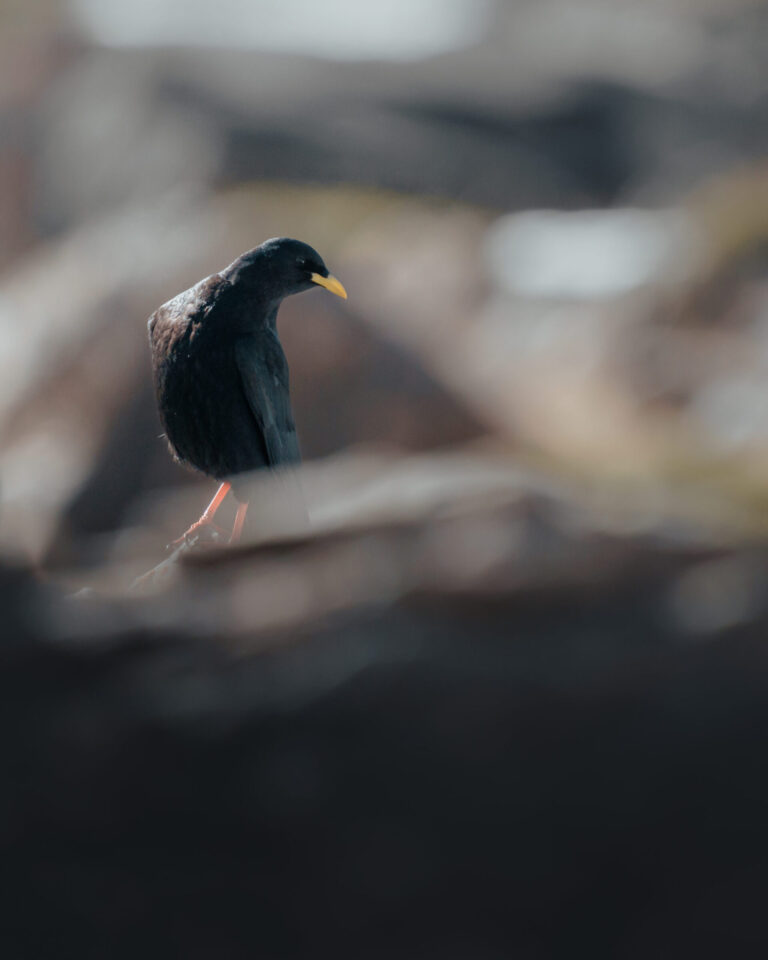 Alpine Chough