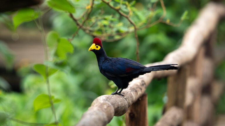 Ross’s Turaco