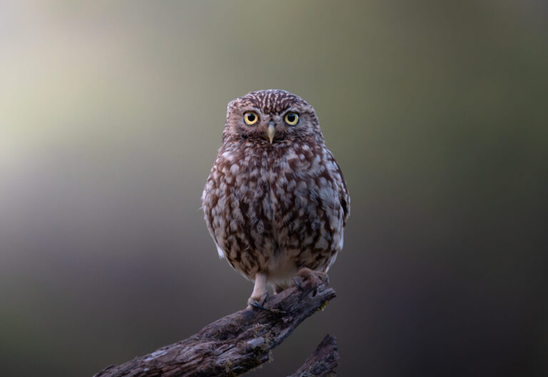 Little Owl