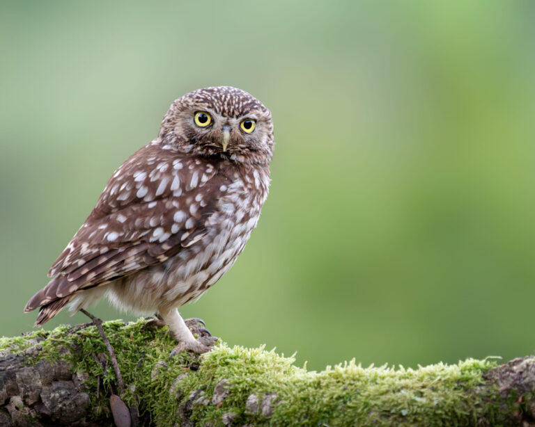 Little Owl