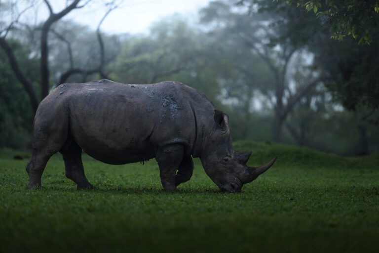 White Rhinoceros