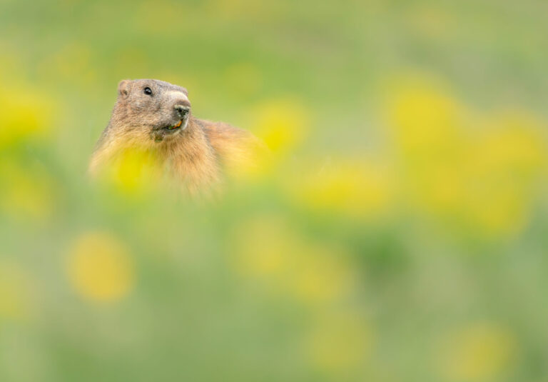 Alpine Marmot