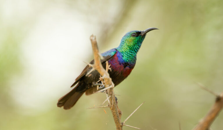 Purple-banded Sunbird