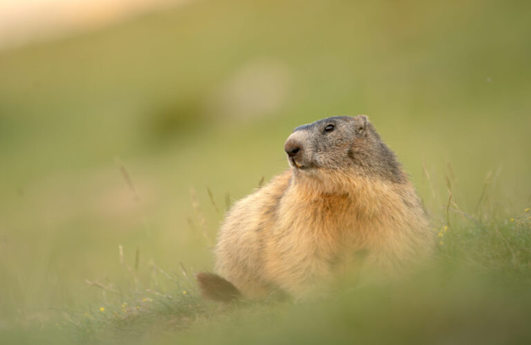 Alpine Marmot