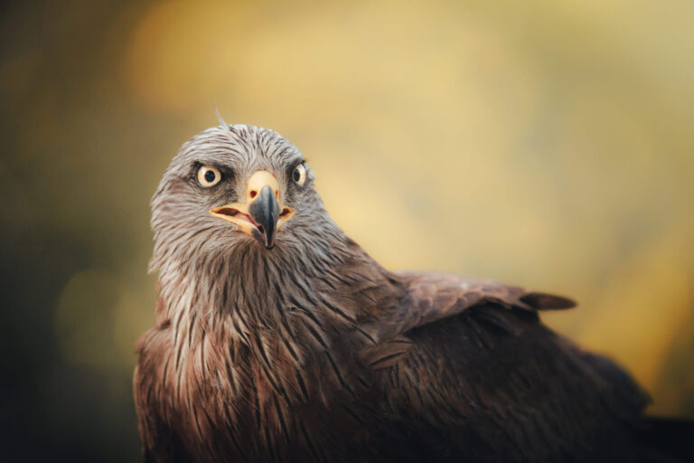 Black Kite