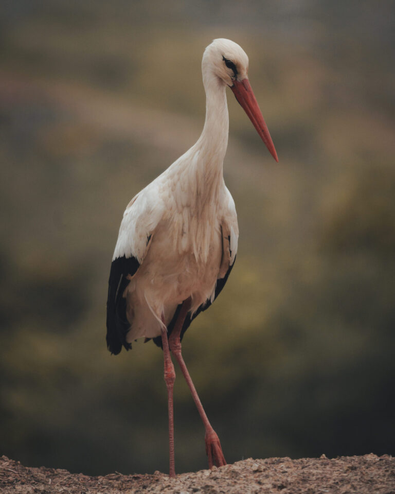 White Stork