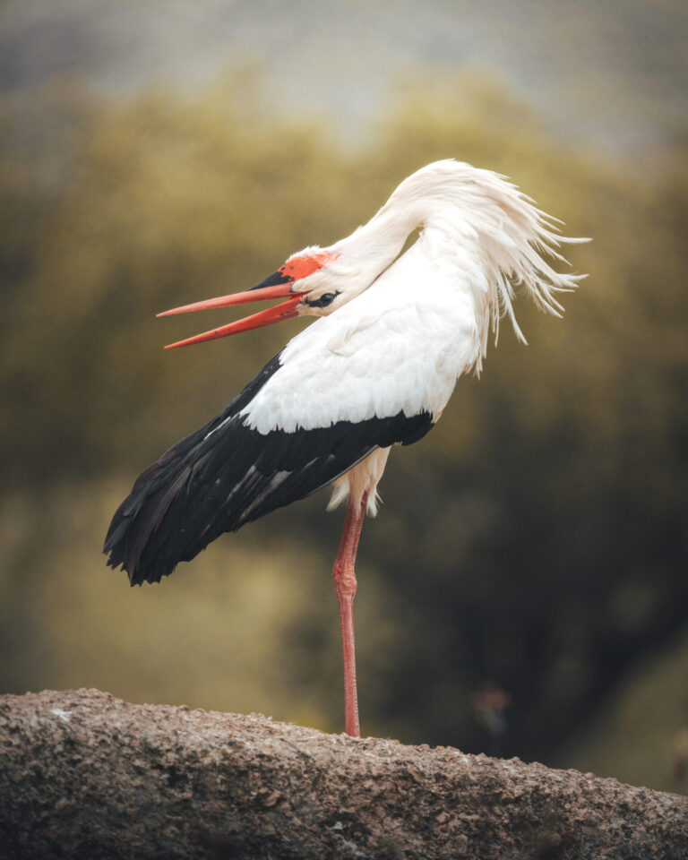 White Stork
