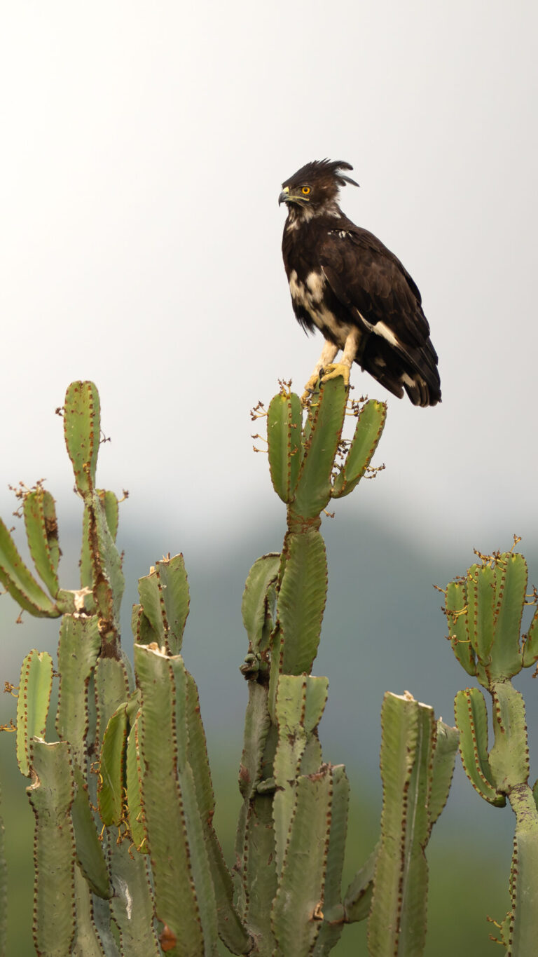 Long-crested Eagle