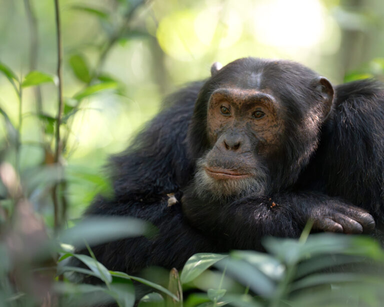 Chimpanzee