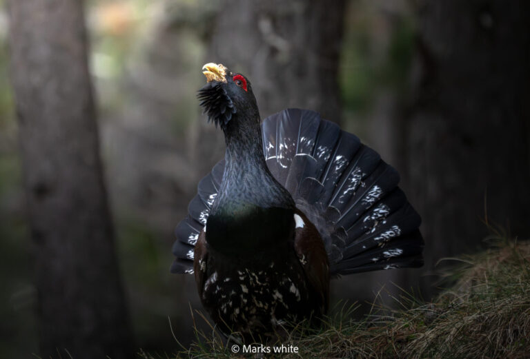 Western Capercaillie