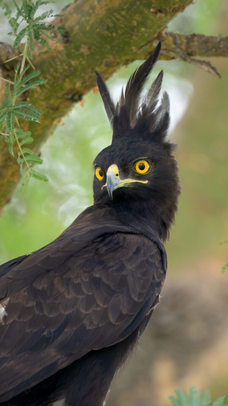 Long-crested Eagle