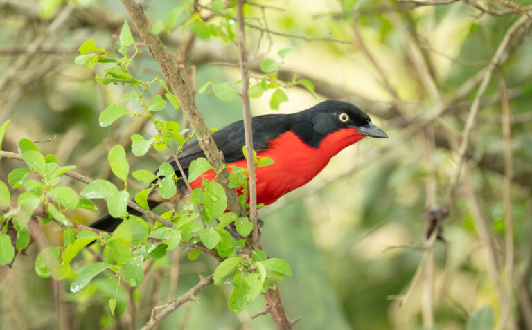 Black-headed Gonolek