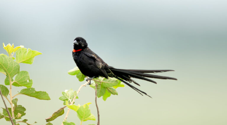 Red-collared Widowbird