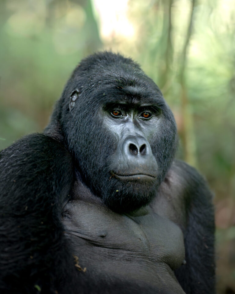 Mountain Gorilla