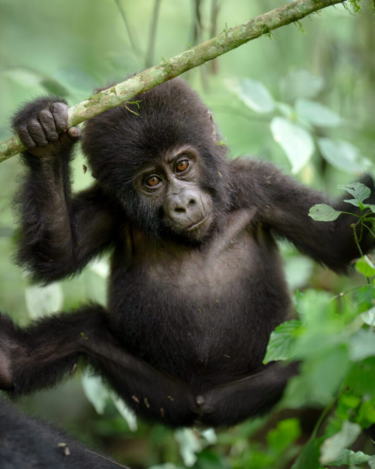 Mountain Gorilla