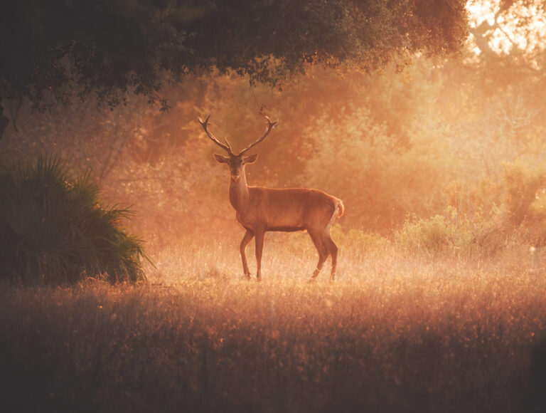 Western Red Deer