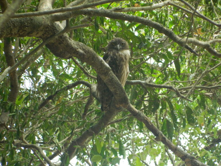 Brown Fish Owl