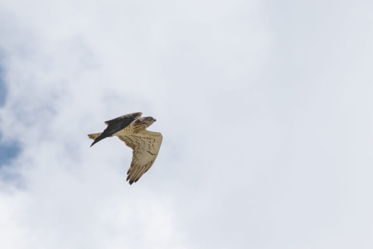 Short-toed Snake Eagle