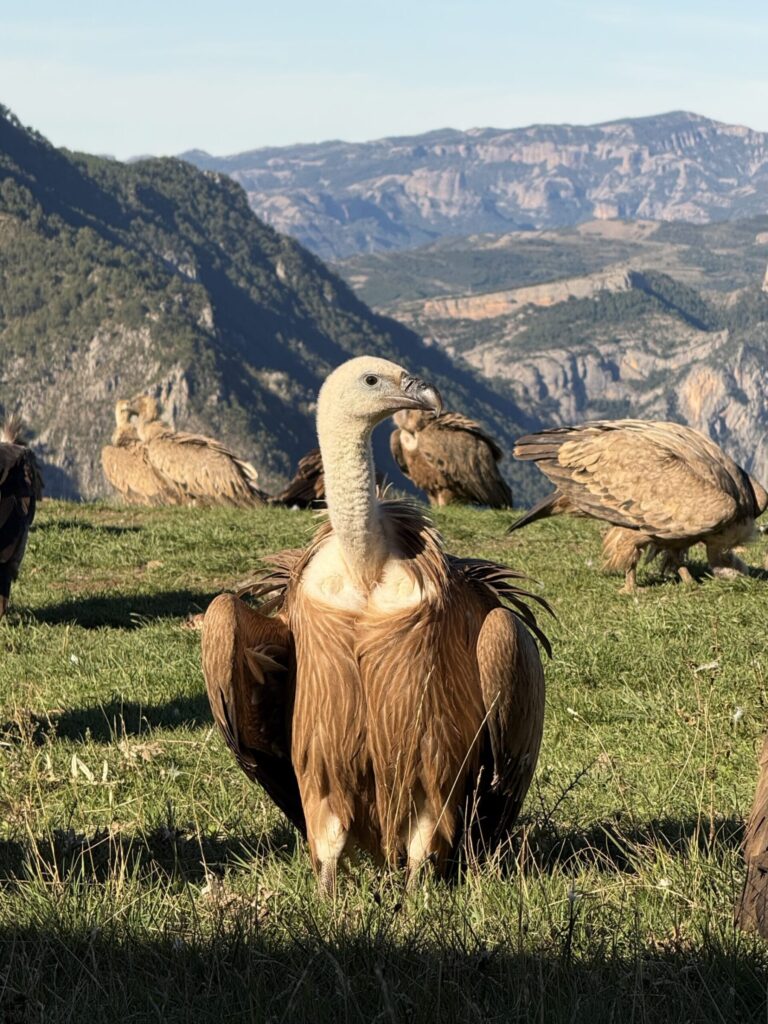 Griffon Vulture