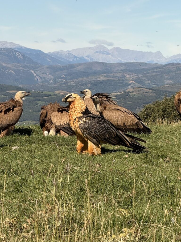 Bearded Vulture