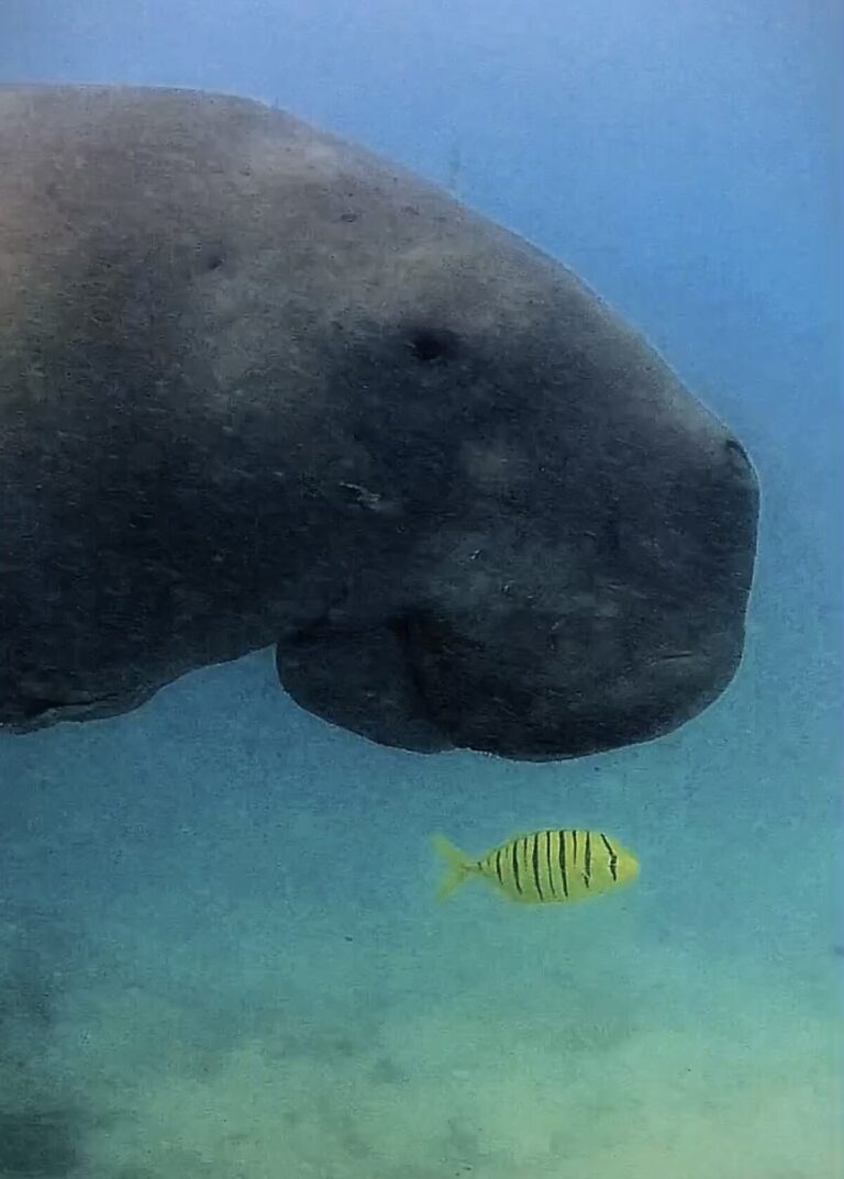 Dugong