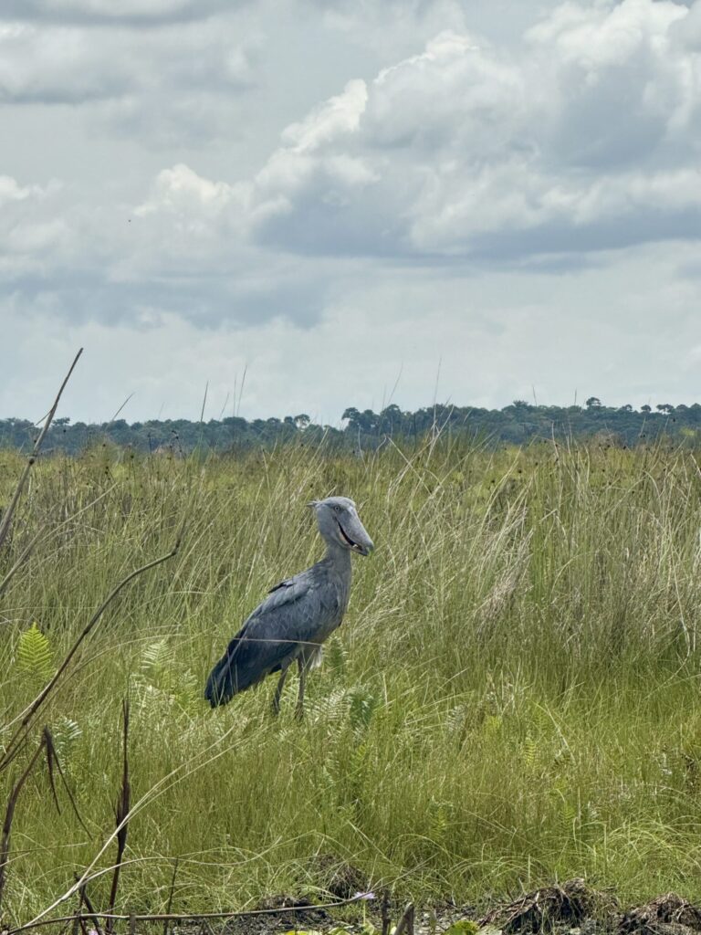 Shoebill