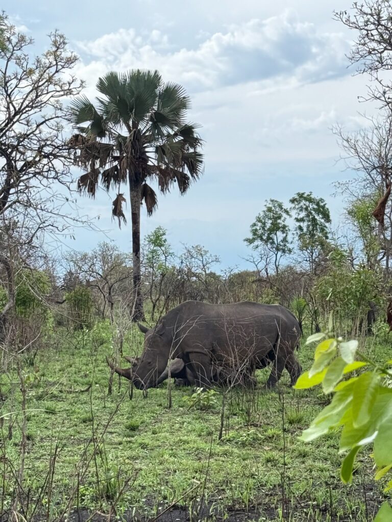 White Rhinoceros