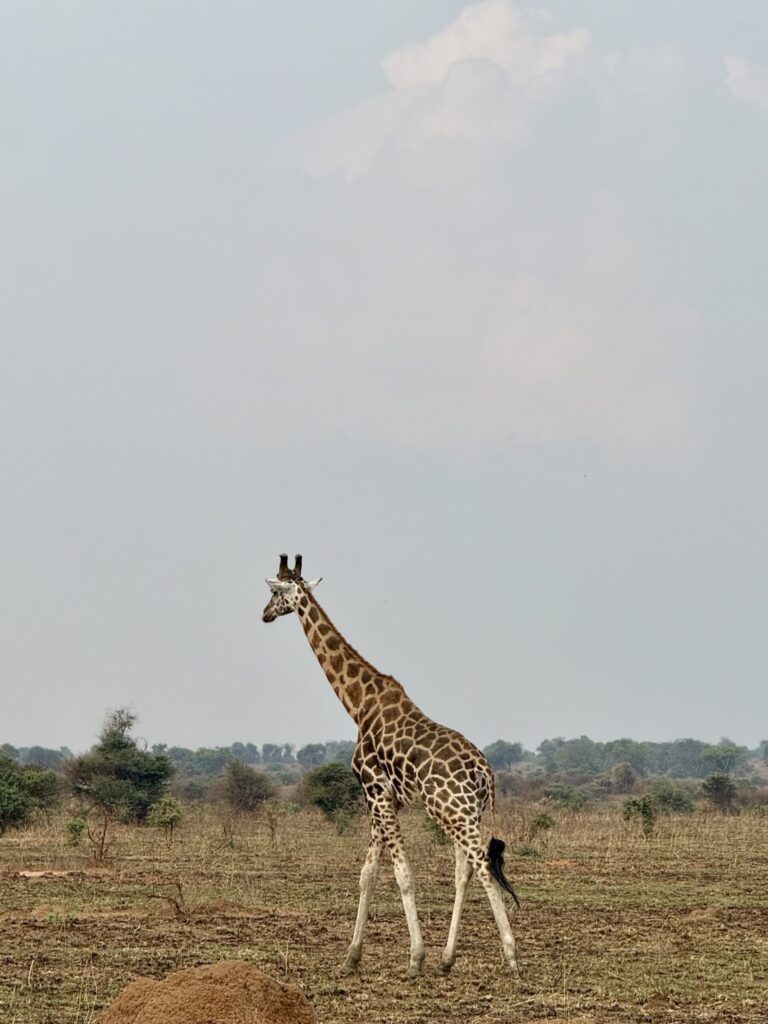 Northern Giraffe