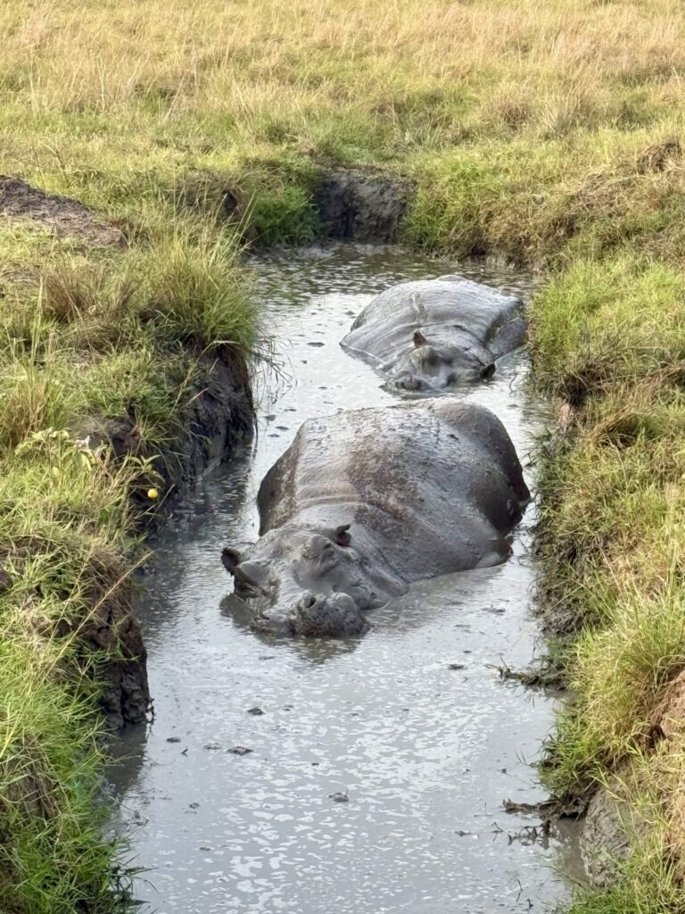 Common Hippopotamus