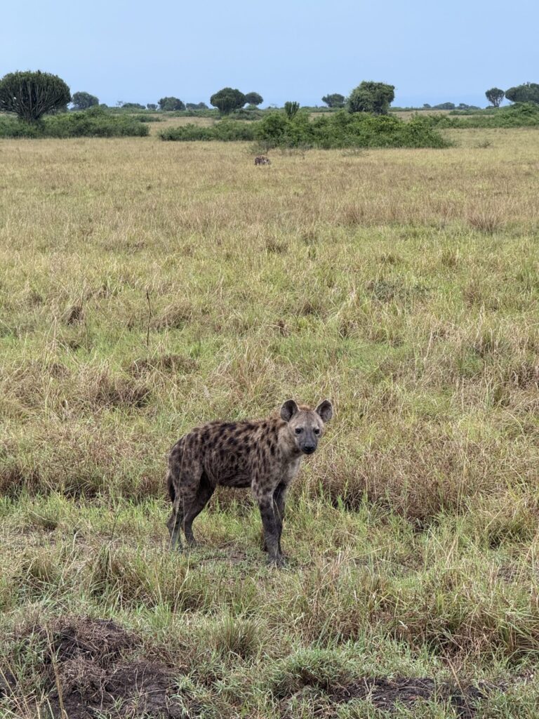 Spotted Hyena