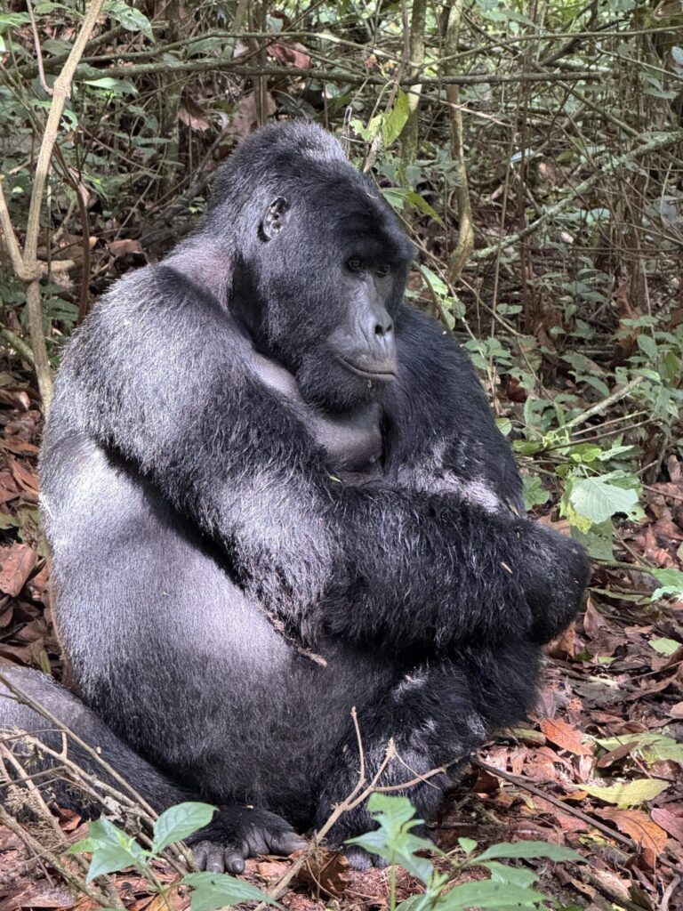Mountain Gorilla